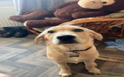 Golden Retriever dogs for sale:  Golden Retriever Labrador  - Advert 2