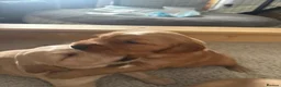Golden Retriever dogs for sale: KC Working Line Golden Retriever Puppies - Advert 4