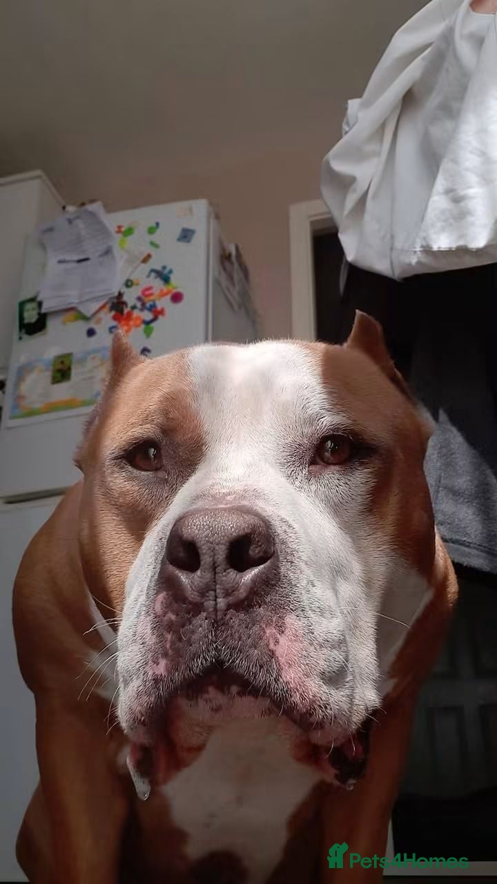 Mixed Breed dogs Meet Frank, currently residing in Leicestershire - Advert 2