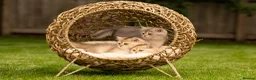 British Shorthair cats for sale: Blue Golden GCCF British Shorthair Kittens - Advert 9