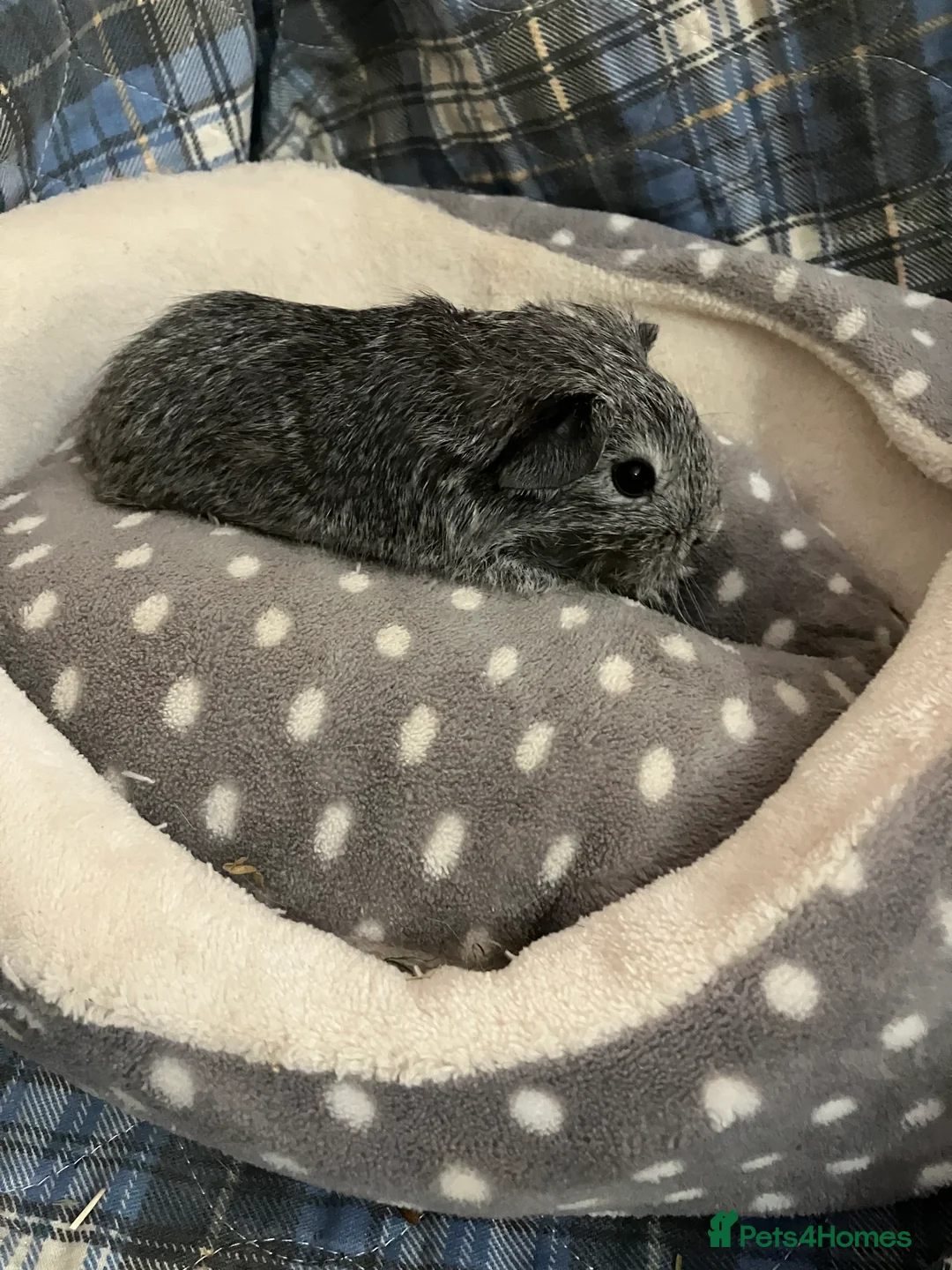 Guinea Pig rodents for sale: Lots of lovely baby boys  - Advert 6