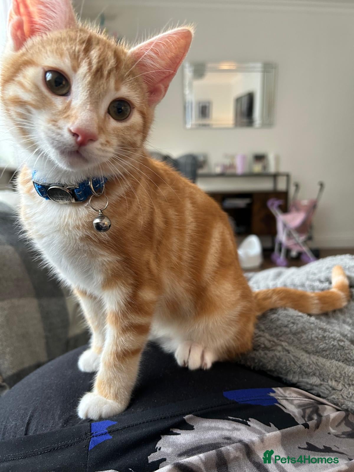 British Shorthair cats Male ginger cat looking for a new family  - Advert 2