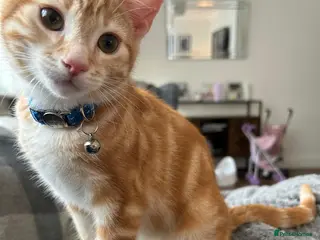 British Shorthair cats Male ginger cat looking for a new family - Advert 1