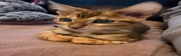 Bengal cats for sale: Stunning male Bengal  - Advert 3