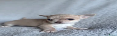 Chihuahua Puppy 1