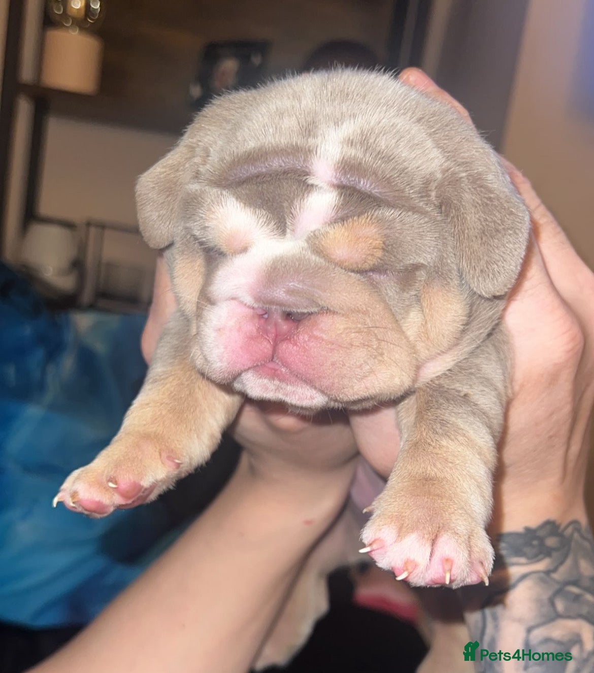 English Bulldog dogs HOGWARTS LITTER- CHUNKY LILAC BULLDOG PUPPIES 🐾  - Advert 4