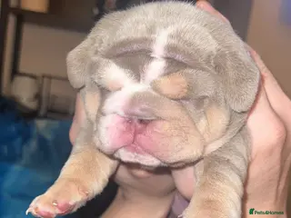 English Bulldog dogs HOGWARTS LITTER- CHUNKY LILAC BULLDOG PUPPIES 🐾 - Advert 4
