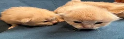 Ragcoon cats for sale: Rare Ragacoon Ragdoll x Maine Coon  - Advert 12
