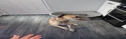 Whippet dogs for sale: Beautiful 3 year old boy needs forever home - Advert 6