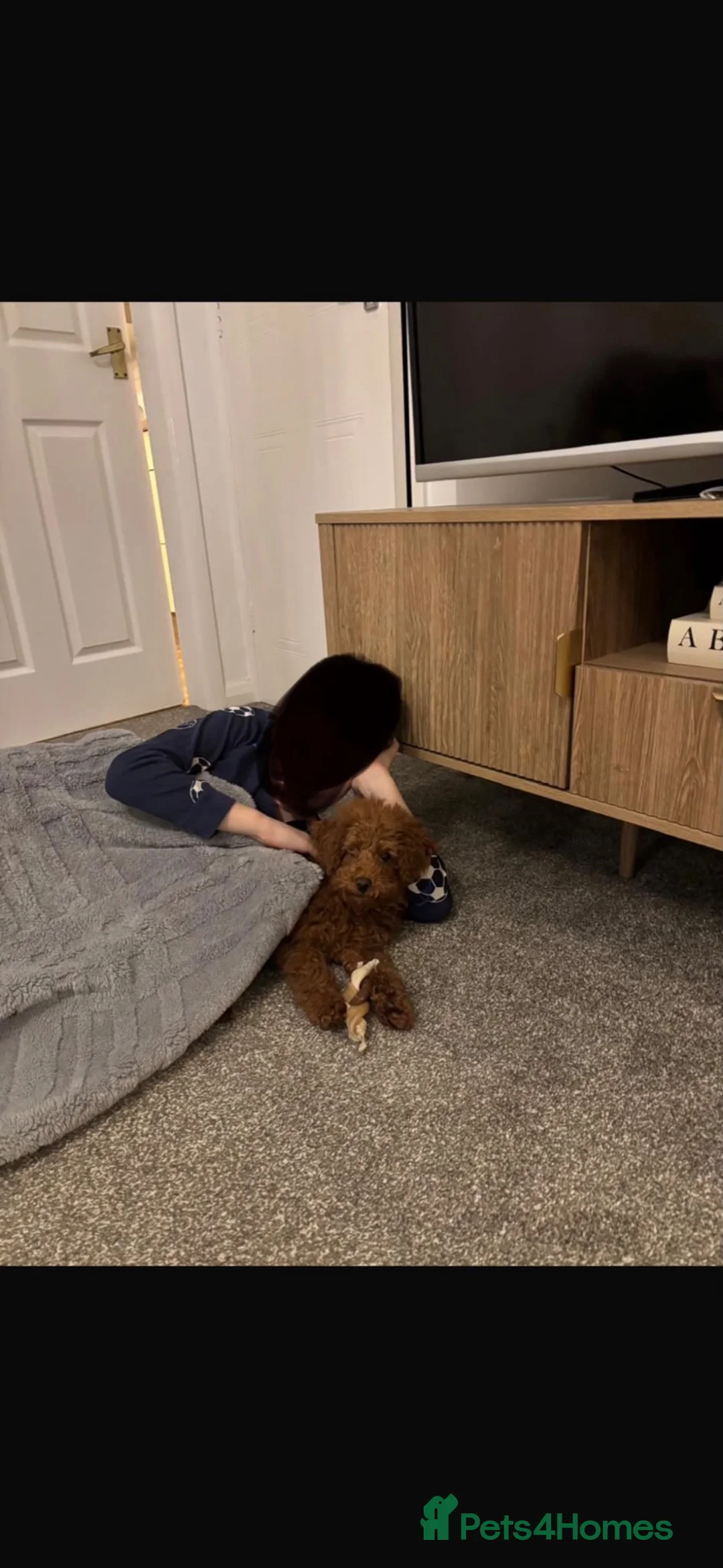 Toy Poodle dogs for sale: Female Toy Poodle for rehoming  in Preston - Advert 4
