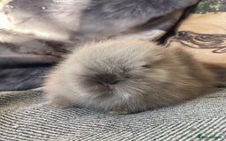 Lionhead rabbits for sale: One male left. Blue eyes. Orange and white - Image 11