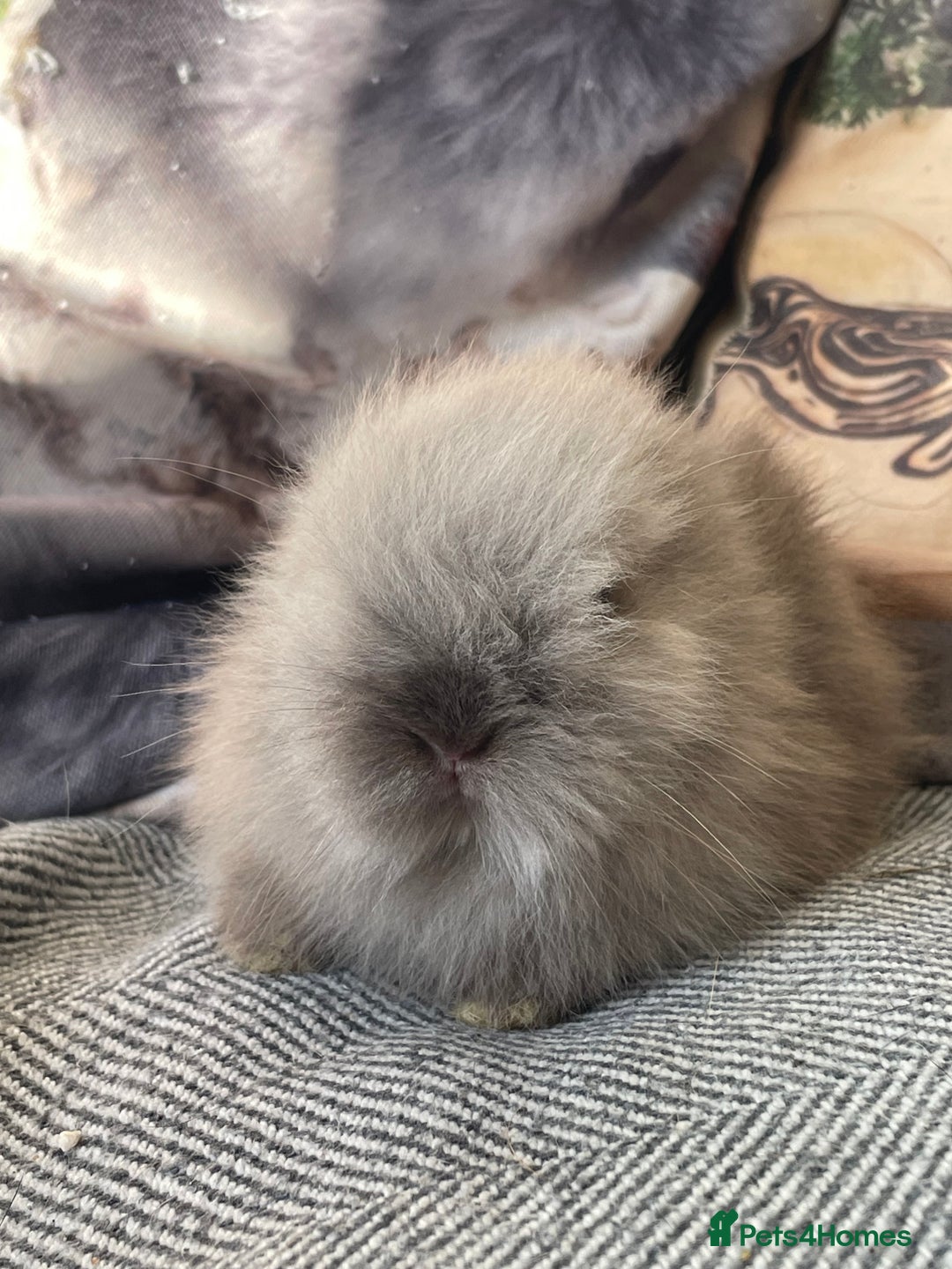 Lionhead rabbits for sale: One male left. Blue eyes. Orange and white - Image 11