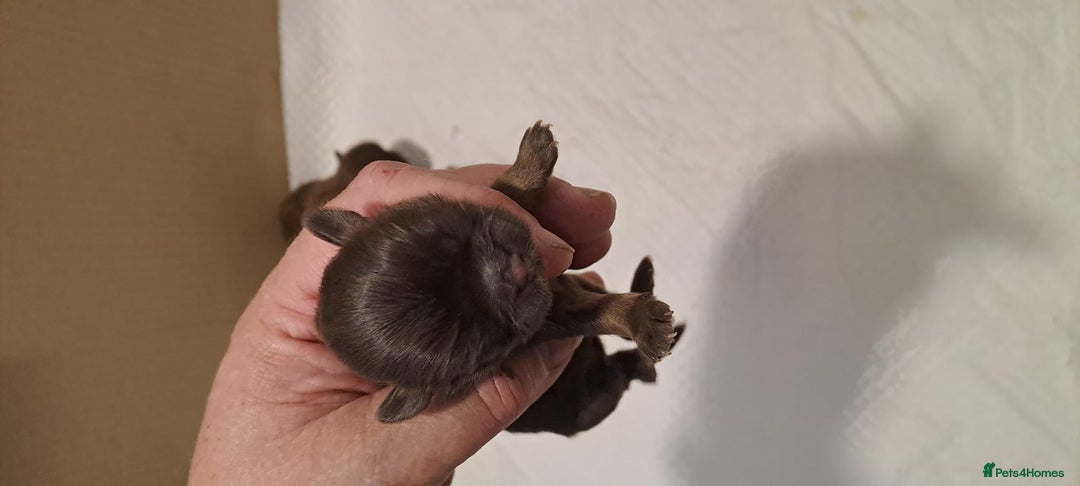 Malshi dogs for sale: Malshi - Advert 25