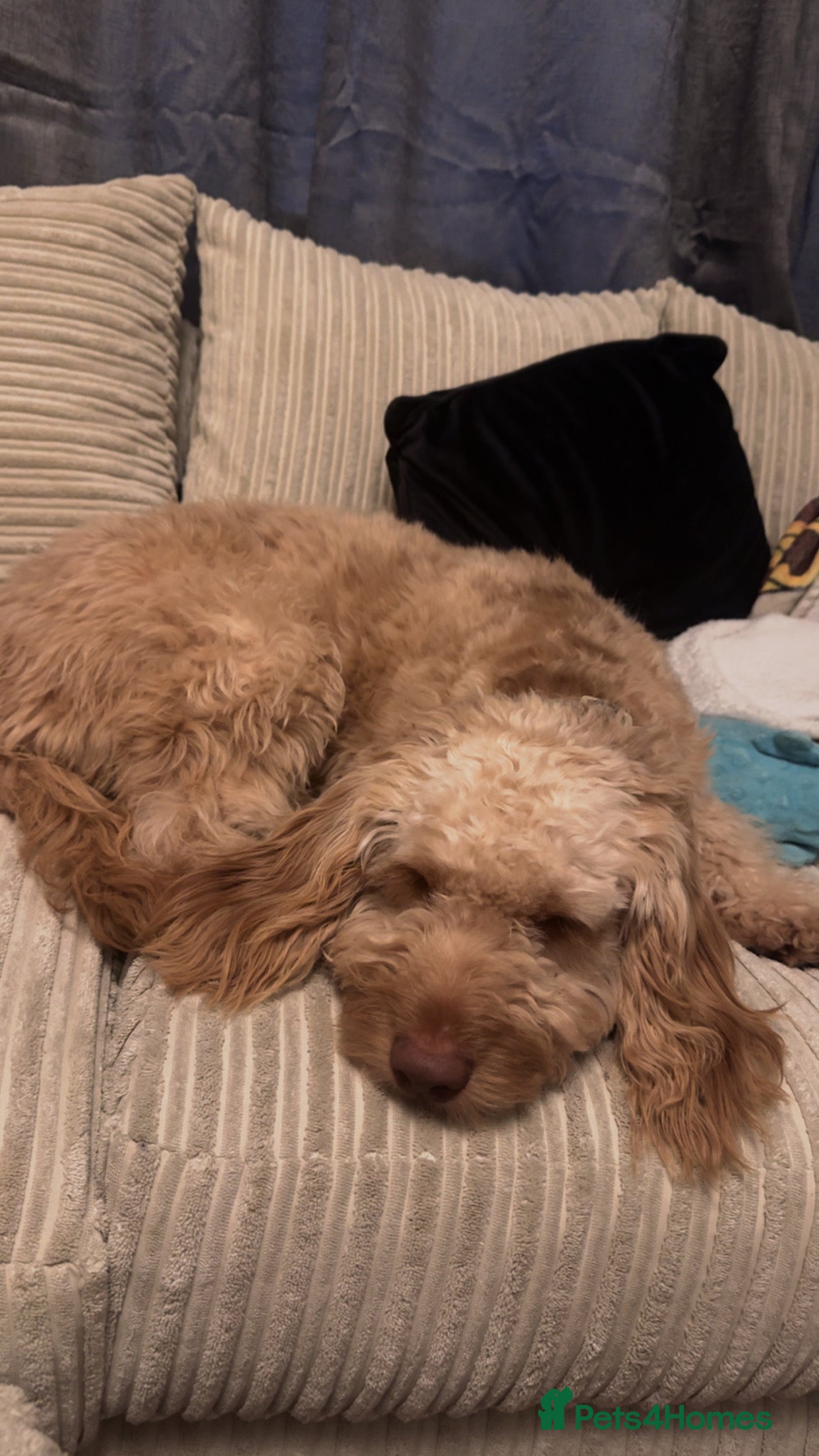 Cockapoo dogs 10 month old cockapoo  - Advert 3