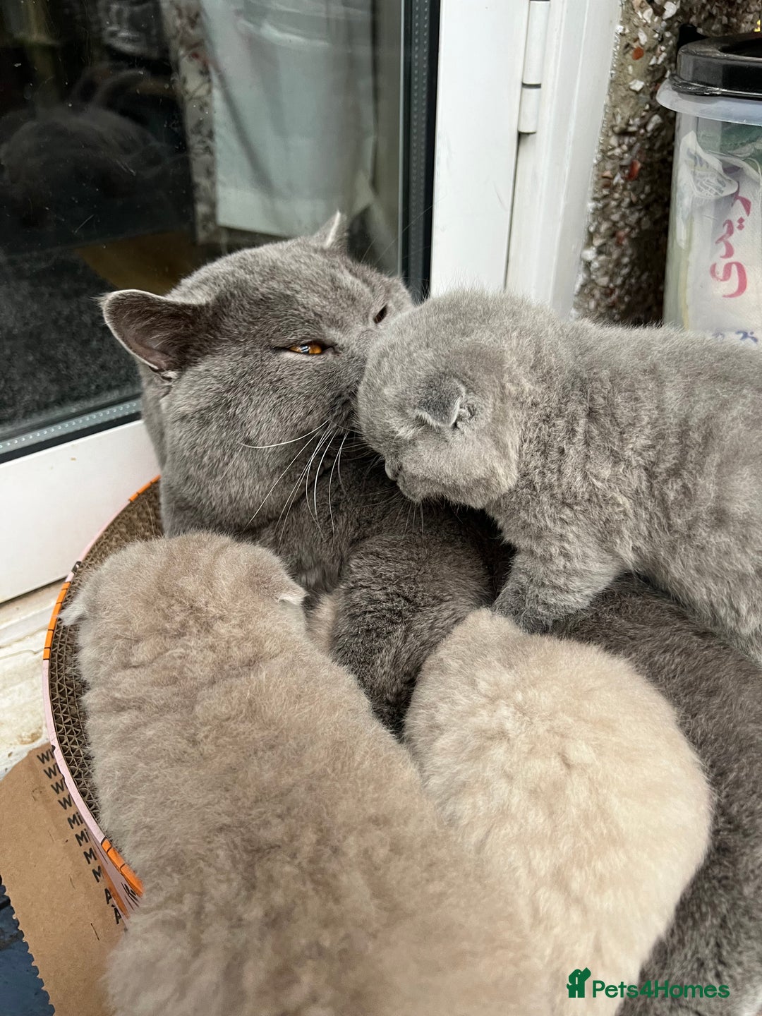 Mixed Breed cats for sale: Beautiful kittens available for loving homes. - Advert 10