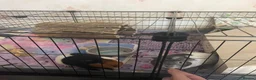 Guinea Pig rodents for sale: 3 female guinea pigs  in Canterbury - Advert 1