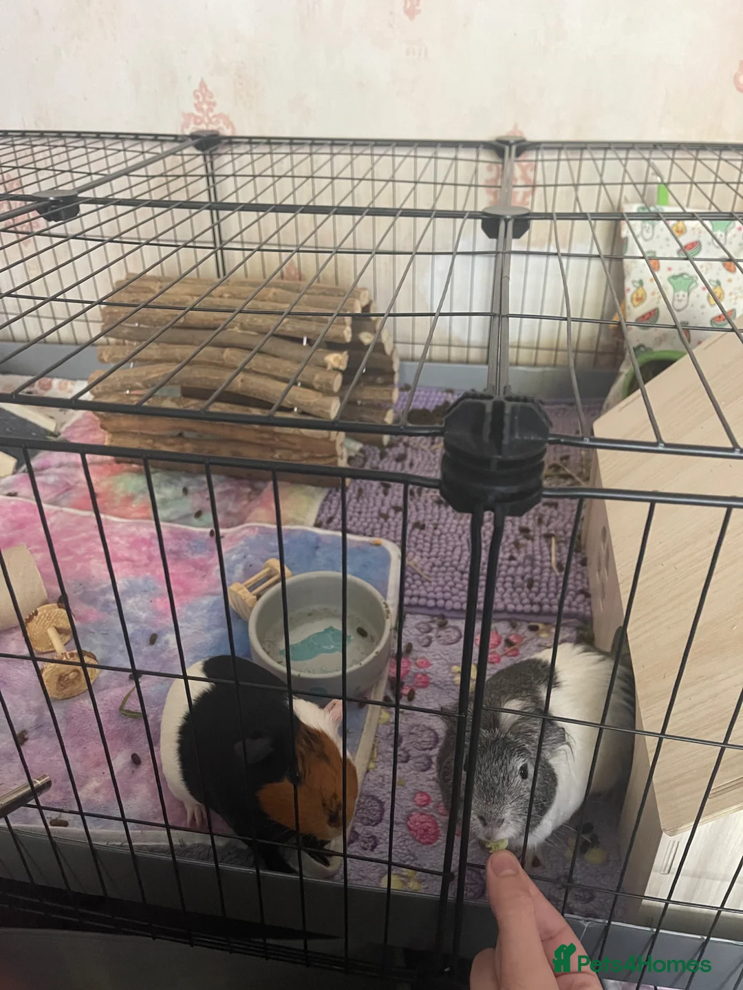 Guinea Pig rodents for sale: 3 female guinea pigs  in Canterbury - Advert 1