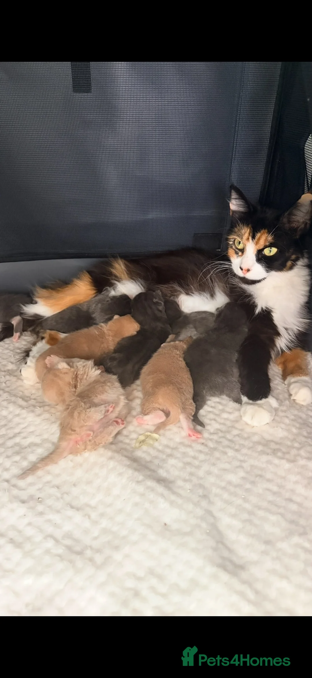 Mixed Breed cats for sale: Maine coon x Scottish fold - Advert 2