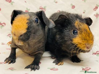 Guinea Pig rodents Skinny pig and fluffy baby boy pair - Advert 19