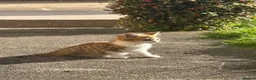 British Shorthair cats for sale: British shorthair mix - Advert 8