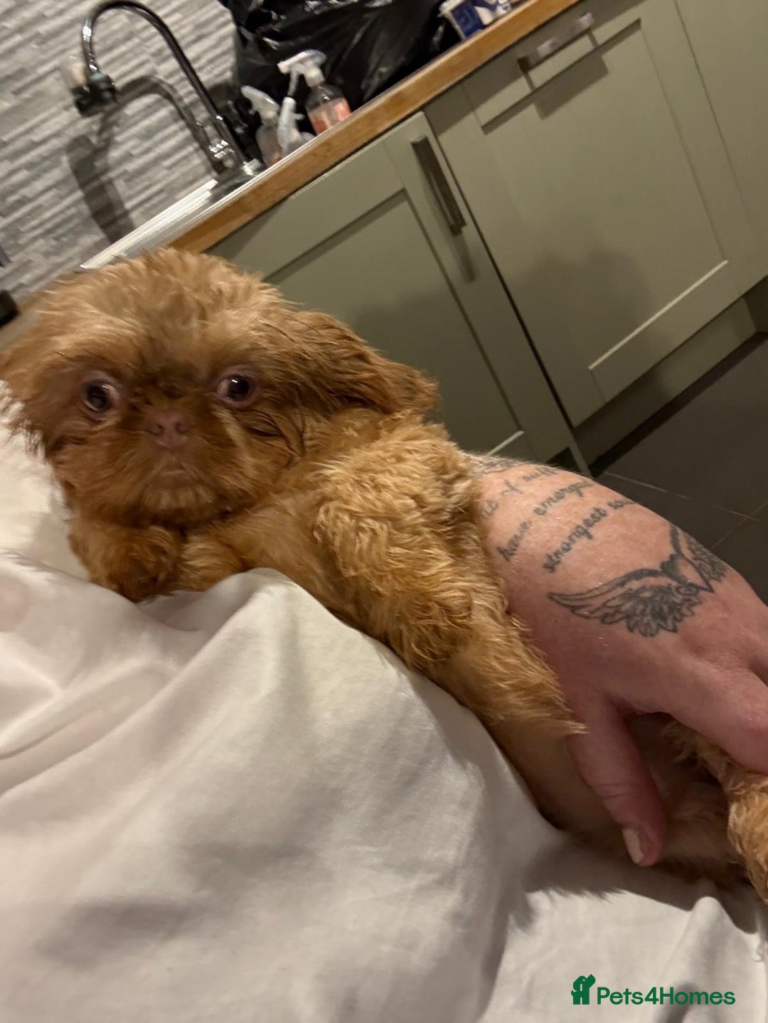 Shih Tzu dogs for sale: Petite Stunning female Shihtzu puppy - Image 4