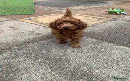 Toy Poodle dogs for sale: One of a kind deep red toy poodle boy - Image 19