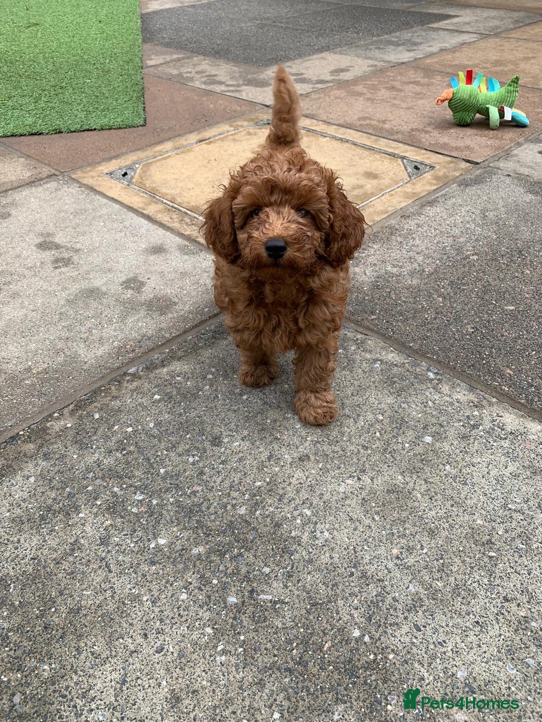 Toy Poodle dogs for sale: One of a kind deep red toy poodle boy - Image 19