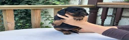 Cocker Spaniel dogs for sale: Working cocker spaniel puppies for sale - Advert 10