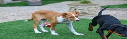 Mixed Breed dogs for adoption: Lovely Little Lotus - Advert 11