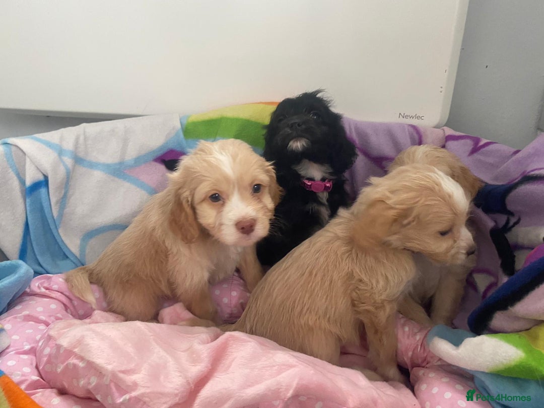 Cockapoo dogs for sale: Cockerpoo for sale  - Advert 6