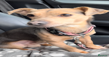 Jack Russell dogs - Advert 2