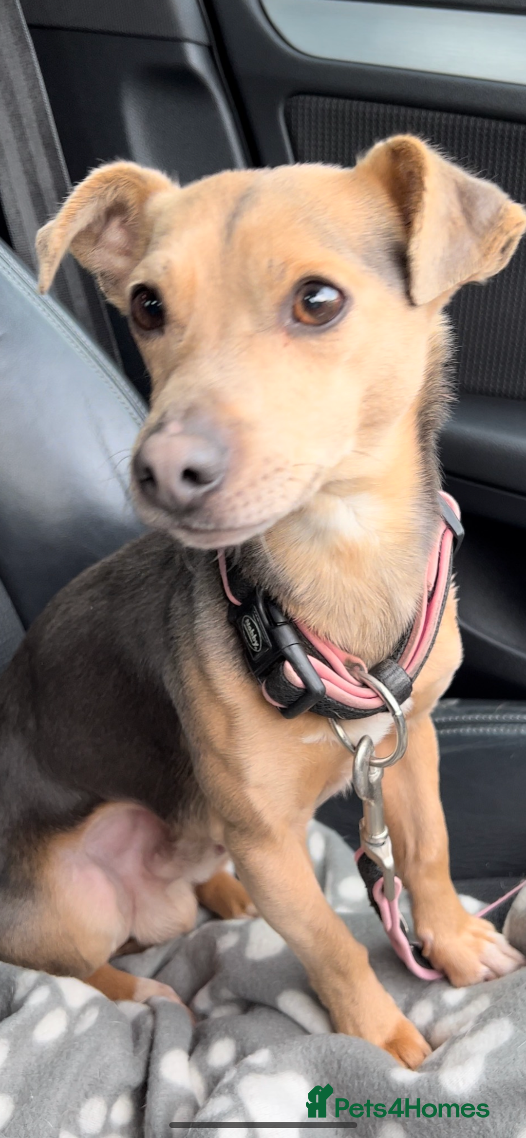 Jack Russell dogs for sale: Blue and tan miniature stud dog - Image 3