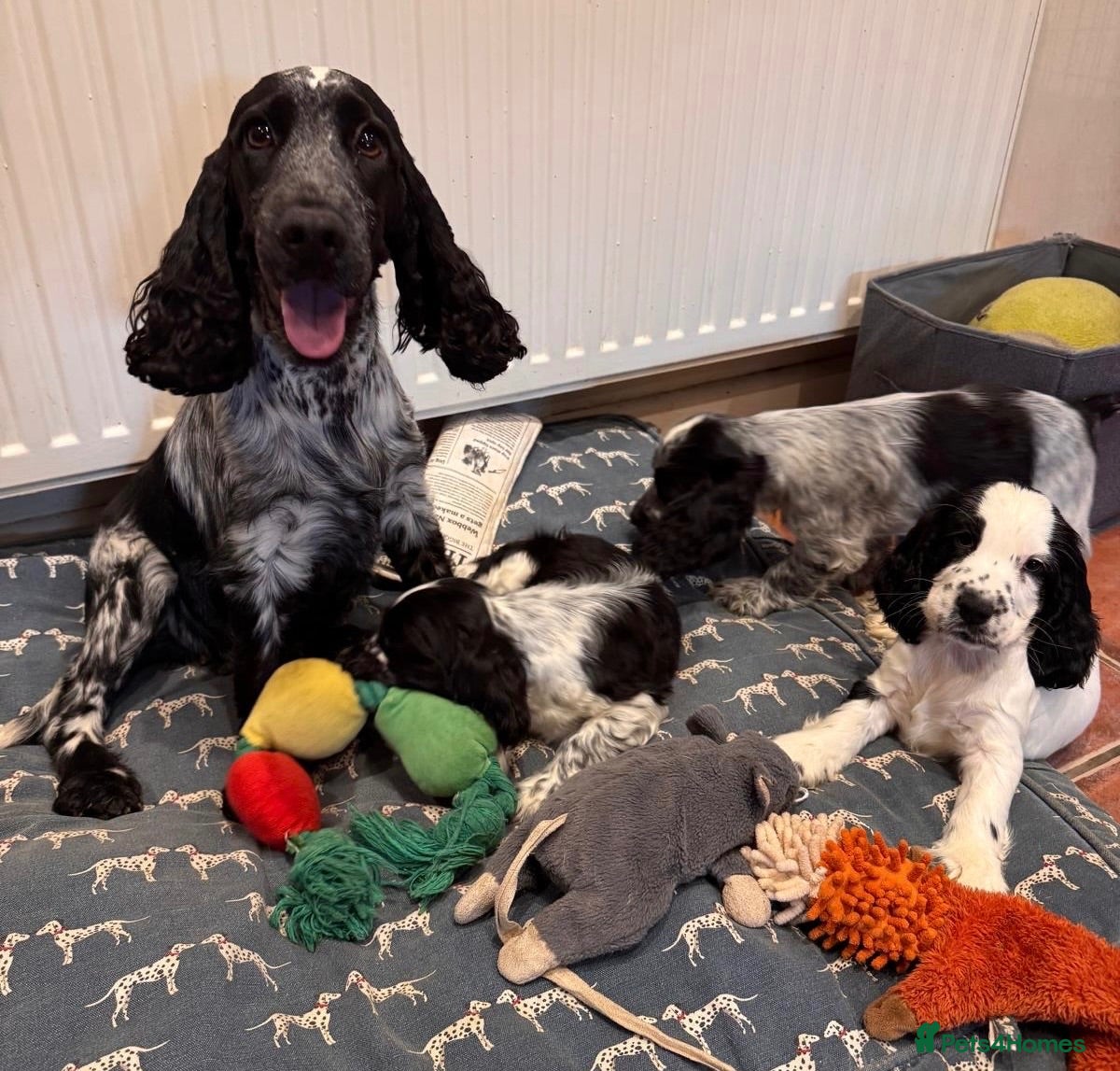 Cocker Spaniel dogs KC reg, health tested, show type cocker spaniels  - Advert 1