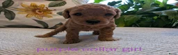 Miniature Poodle dogs for sale: Exquisite KC Registered Mini Poodles  - Advert 11