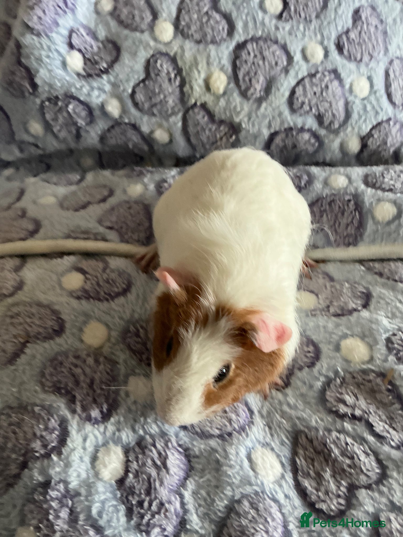Guinea Pig rodents Baby male Guinea pig - Advert 18