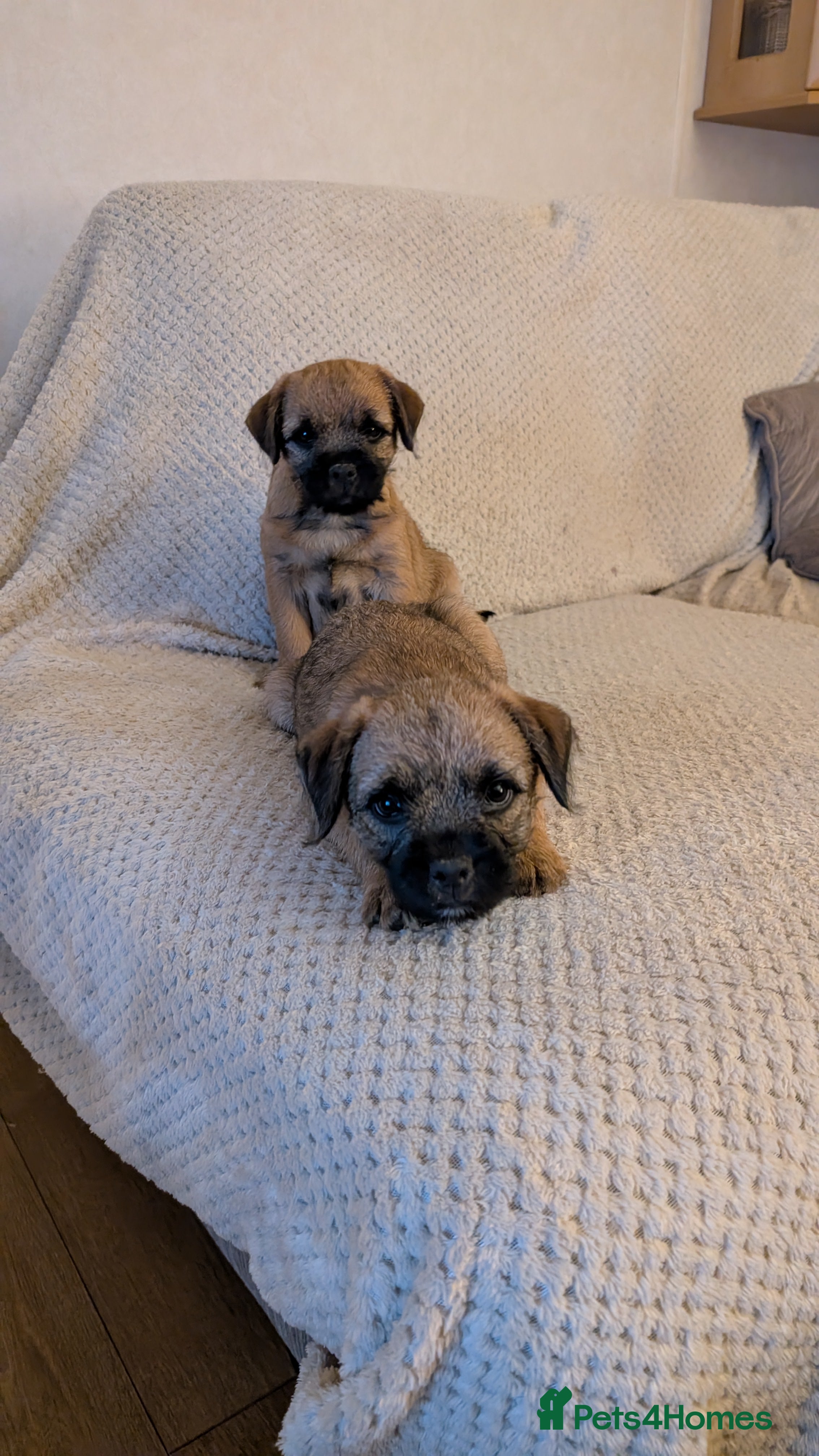 Border Terrier dogs Border terrier pups x2 - Advert 6