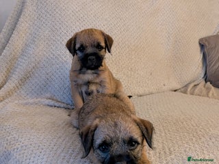 Border Terrier dogs Border terrier pups x2 - Advert 6