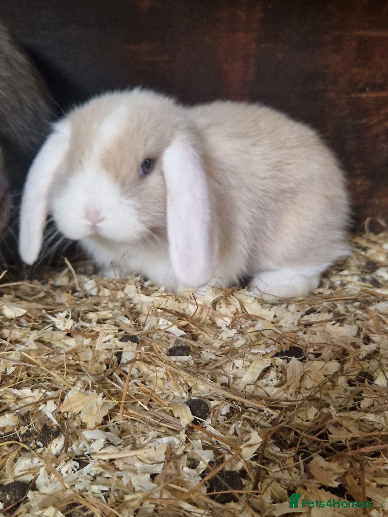 Mini Lop rabbits Baby Mini Lops - Advert 16