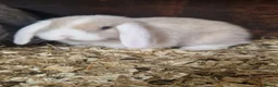 Mini Lop rabbits for sale: Baby Mini Lops - Advert 14