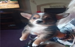 Chihuahua dogs for sale: 3 stunning chihuahua puppies - Image 1