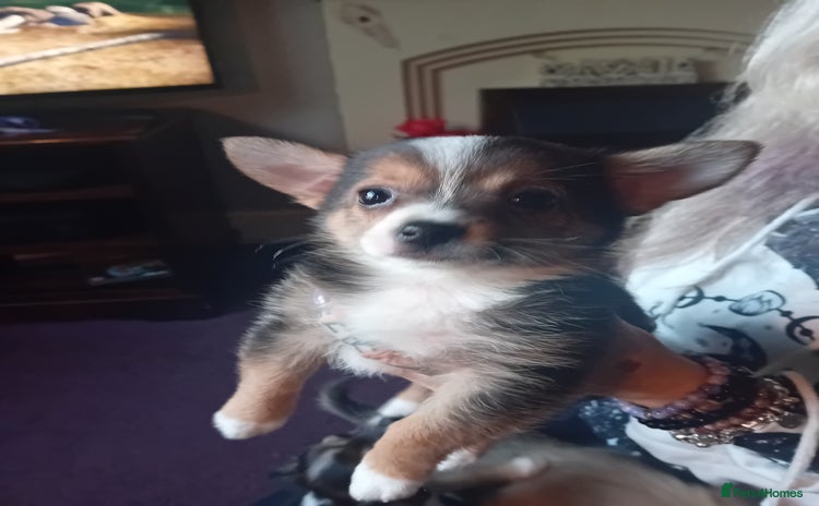 Chihuahua dogs - Advert 1