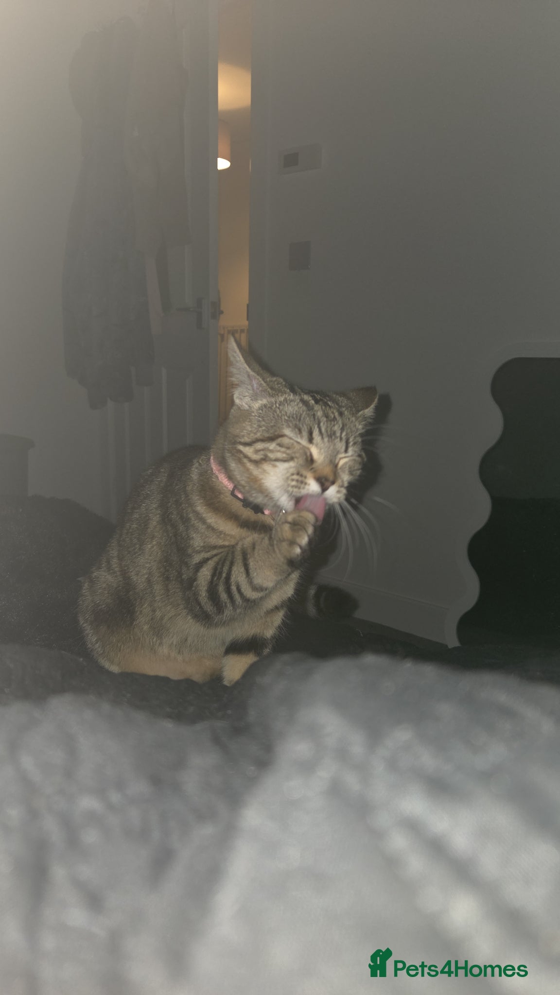 Mixed Breed cats Female cat  - Advert 2