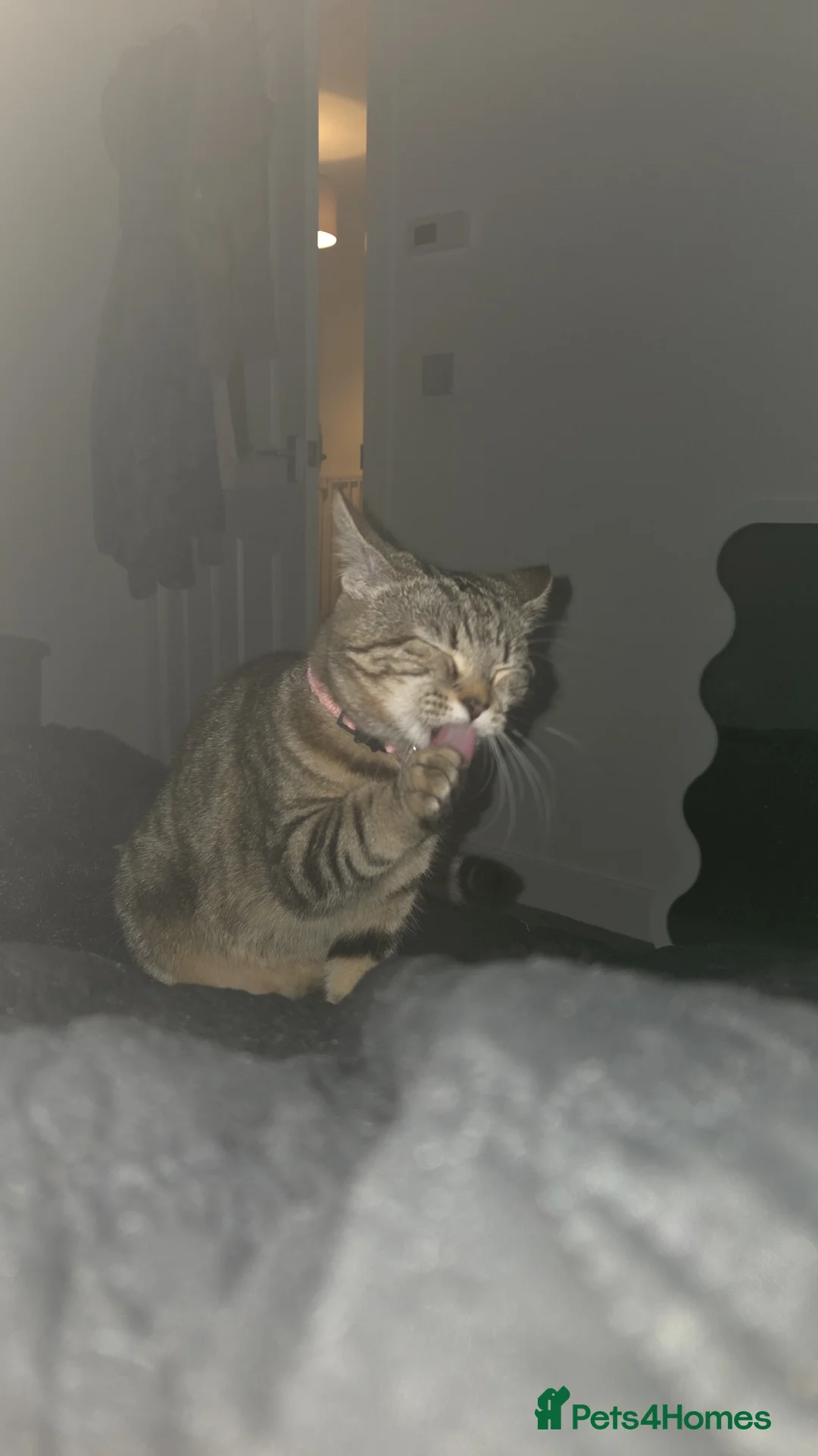 Mixed Breed cats for sale: Female cat  - Advert 1