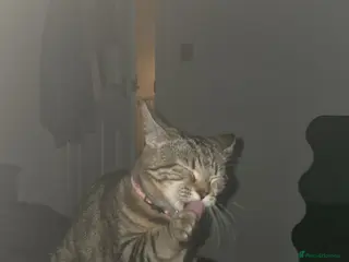 Mixed Breed cats Female cat - Advert 2