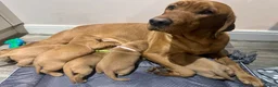 Labrador Retriever dogs for sale: Beautiful Fox Red Labrador Retriever Puppies. - Advert 6