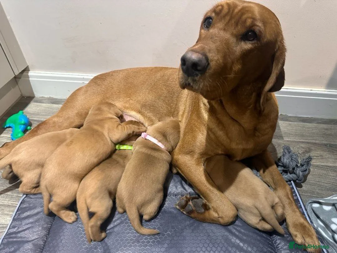 Labrador Retriever dogs for sale: Beautiful Fox Red Labrador Retriever Puppies. - Advert 6