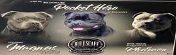 Staffordshire Bull Terrier dogs for sale: 🐾 KC  Staffordshire Bull Terrier Puppies in West Bromwich - Advert 21