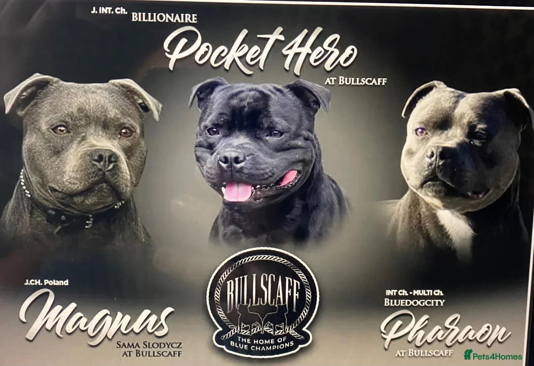 Staffordshire Bull Terrier dogs for sale: 🐾 KC  Staffordshire Bull Terrier Puppies in West Bromwich - Advert 21