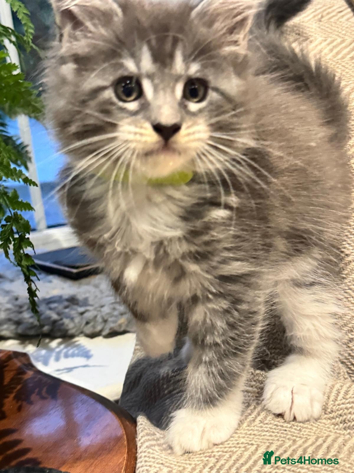 Maine Coon cats TICA-Registered Silver Maine Coon Kittens - Advert 2