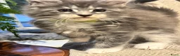 Maine Coon cats for sale: TICA-Registered Silver Maine Coon Kittens - Advert 10